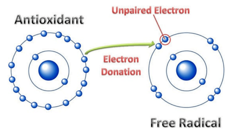 Top 5 Antioxidants You Should Take Today